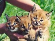  Caracal,  Serval , Cheetah and Savannah kittens available